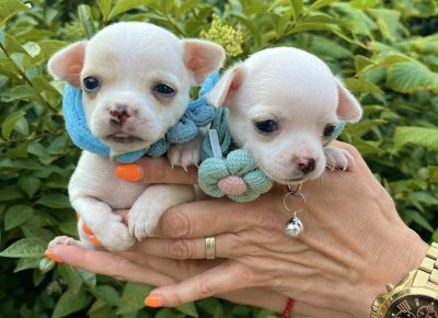 viberimage202506111445451991749940015