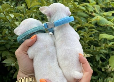 viberimage202506111446533031749940014