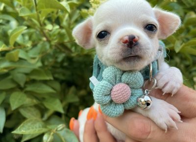 viberimage202506111447092171749940016