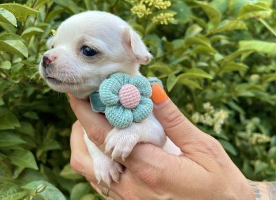 viberimage202506111447094701749940013