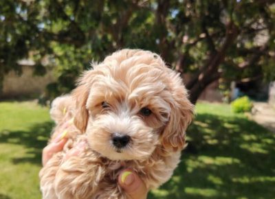 2cac559ac8164e93960939b56c516a40768x102411755517353