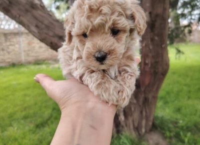 f0cbd0ffbdfa49b9b7b45eadb5716488768x102411755517355