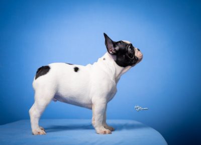 viberimage202508071305121601754850255