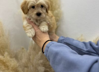 viberimage202508071617572641755719328