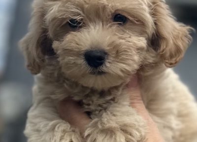 viberimage202508071618068731755719330