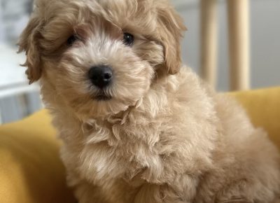 viberimage202508071618069861755719330