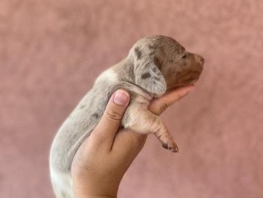 viberimage202508141303478621755332413