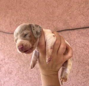 viberimage202508141303485201755332415