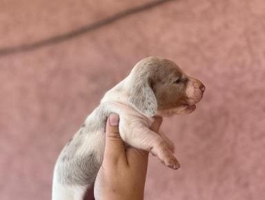 viberimage202508141303491291755332417