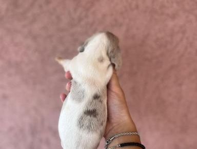 viberimage202508141303501331755332414