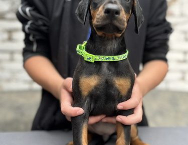 viberslika20250604210511610manja1754981164