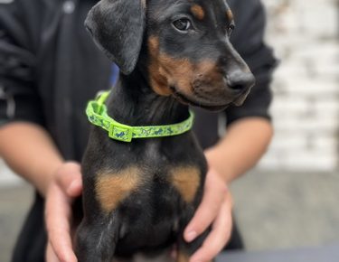 viberslika20250604210516019manja1754981164