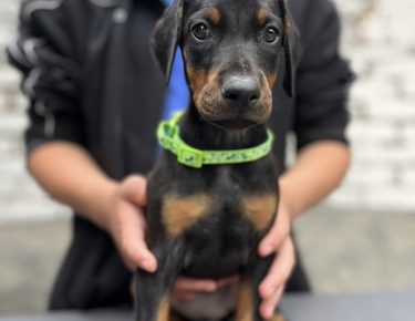 viberslika20250604210516278manja1754981165