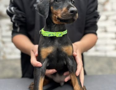 viberslika20250604210516482manja1754981164