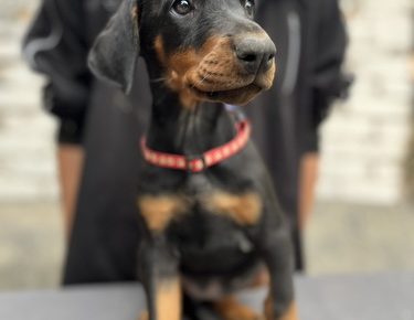 viberslika20250604210516657manja1754981165