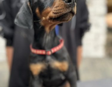 viberslika20250604210516833manja1754981165