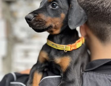 viberslika20250604210517019manja1754981166