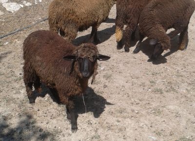 202509091148501758194185