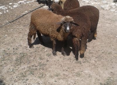 202509091148561758194203