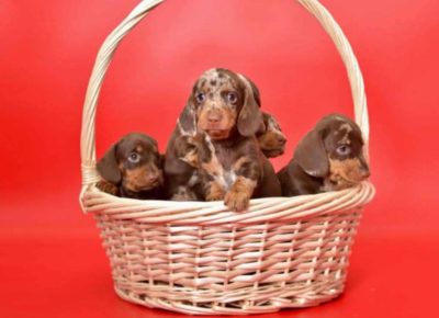 5d7a460d385a4d258397d7021705f21b1757262279