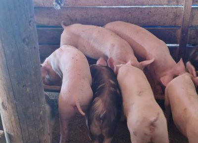 Messengercreation535C44E8F44B4D909AA6B5AA337F50931757182456