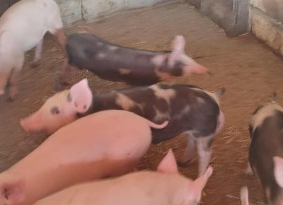 MessengercreationE6A28D9326354FE2922D5CA1D45235B71757182455