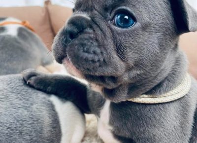 aviberimage202508151138434041024x7031111758902006