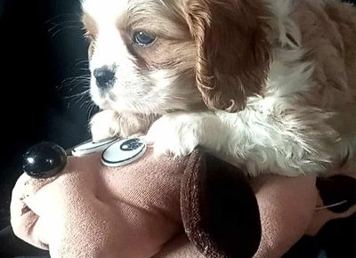 d1bd7c4d27494a6dabea3711408563411759222418