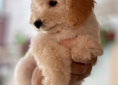 viberimage20250815114421717768x10241756680354