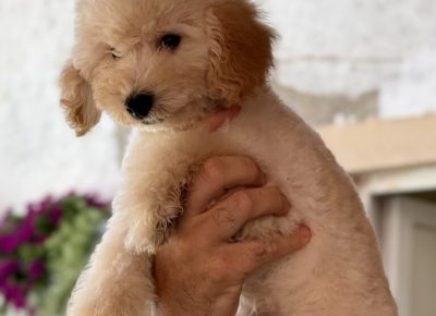 viberimage20250815114433650768x10241756680354