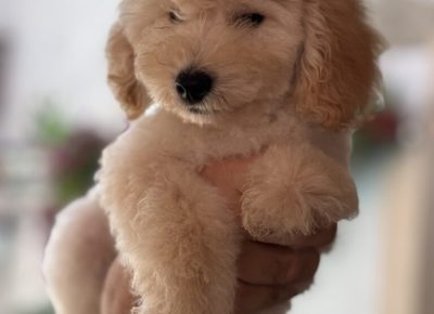 viberimage20250815114514993768x10241756680354