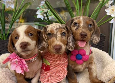 viberimage202508301205015551757761399