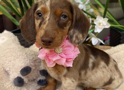 viberimage202508301205440211757761401