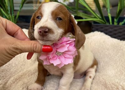 viberimage202508301206081061757761403