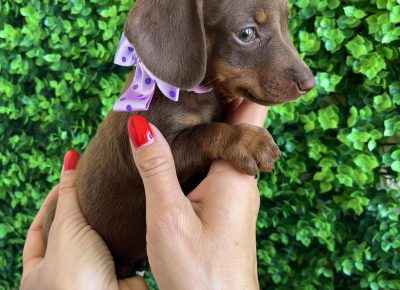 viberimage202508301208011141757761401