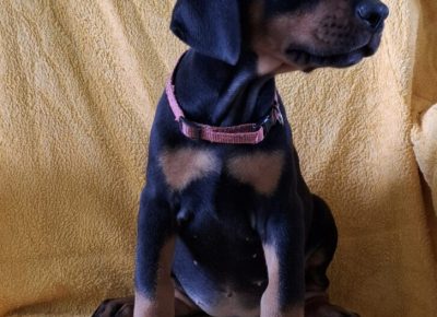 viberimage20250915132446972727x10241759257108