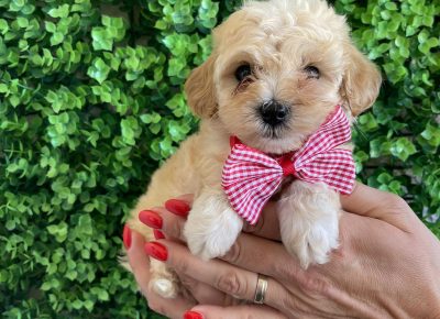 viberimage202509170348305051758463463