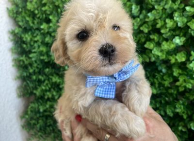 viberimage202509170348429991758463463