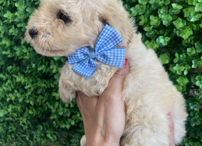 viberimage202509170348433021758463466