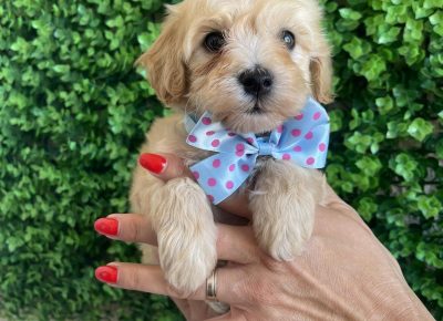 viberimage202509170348438431758463464