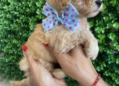 viberimage202509170348442641758463465