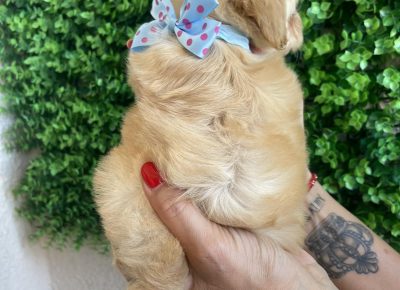 viberimage202509170348471791758463465