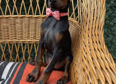 viberimage202509170348474971758566491