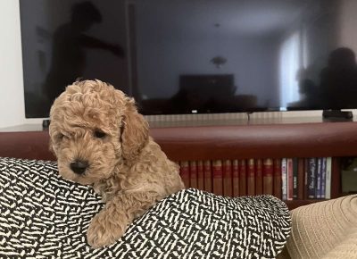 viberimage202509231128374581758743951