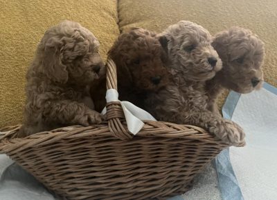 viberimage202509231129276991758743952