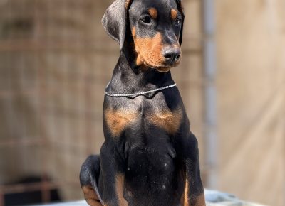 viberslika202509051435237411757742371