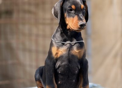 viberslika202509051435383741757742372