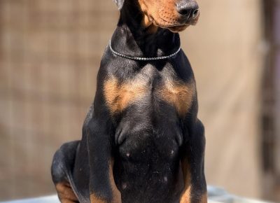 viberslika202509051435393361757742372