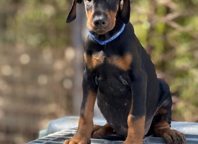 viberslika202509051435397131757742372