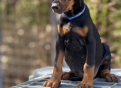 viberslika202509051435400921757742374